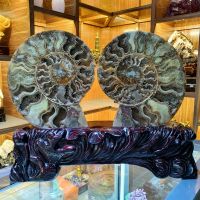 Vỏ ốc anh vũ hóa thạch thiên nhiên - OAV1035