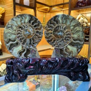 Vỏ ốc anh vũ hóa thạch thiên nhiên - OAV1035