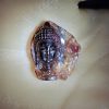 dien-phat-thich-ca-da-quy-tourmaline-da-sac-dp457 - ảnh nhỏ 3