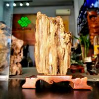 Gỗ Hóa Thạch Thiên Nhiên - DTBCT0031