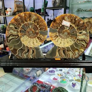 Ốc anh vũ hóa thạch trưng bầy phong thủy - OAV959