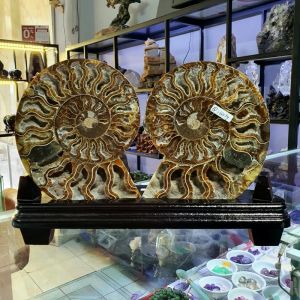 Ốc anh vũ hóa thạch trưng bầy phong thủy - OAV234