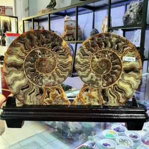 Ốc anh vũ hóa thạch trưng bầy phong thủy - OAV239
